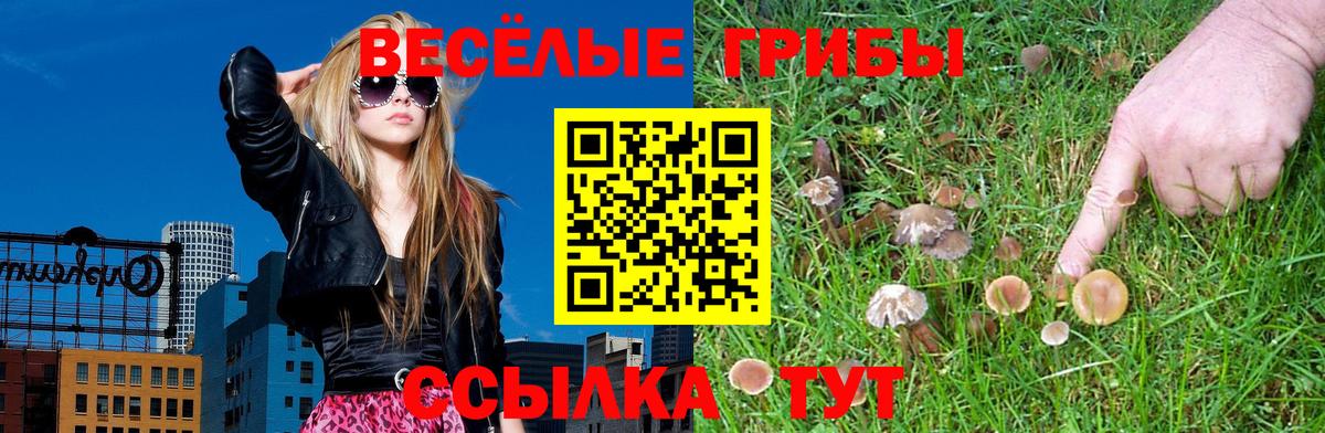 Псилоцибиновые грибы Psilocybine cubensis Боровичи